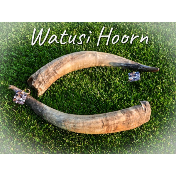 Watusi hoorn | Erve Smit Landelijke decoratie